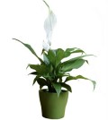 Plantas para ter em casa